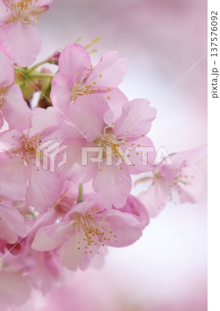 春の陽光を浴びる河津桜 137576092