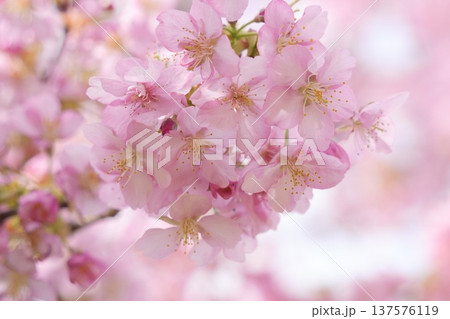 春の陽光を浴びる河津桜 春の陽光を浴びる河津桜 137576119