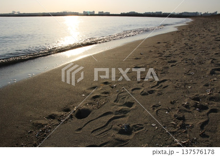 葛西臨海公園　海岸　海辺　 137576178
