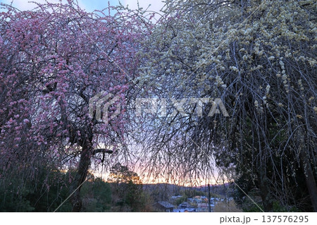 春の陽射しを浴びる枝垂れ梅 137576295