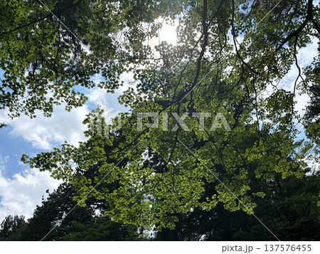 青もみじ:初夏の青空に映える鮮やかな新緑のモミジの葉 青もみじ:初夏の青空に映える鮮やかな新緑のモミジの葉 137576455
