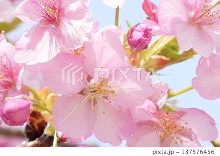 青空に映える満開の桜 青空に映える満開の桜 137576456