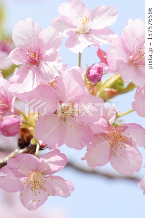 青空に映える満開の桜 青空に映える満開の桜 137576586