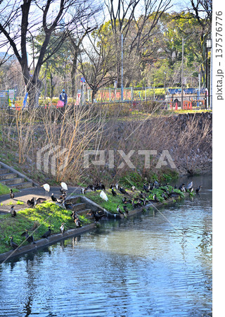 《愛知県》名古屋市　堀川　魚の捕食に集まる鳥 137576776
