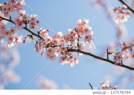 満開の河津桜 満開の河津桜 137576784