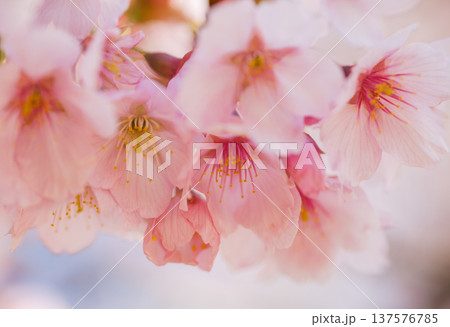 満開の河津桜 137576785