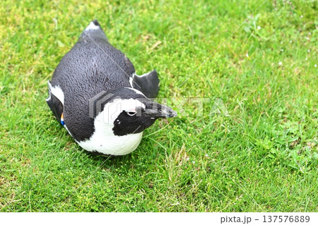 かわいいケープペンギン 137576889