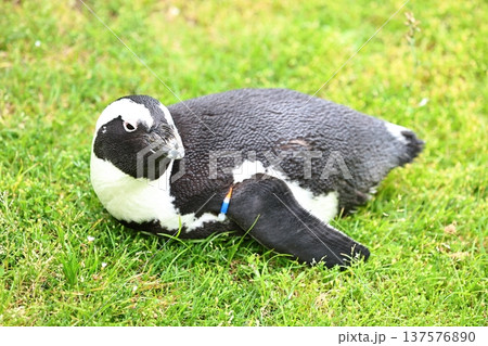 かわいいケープペンギン 137576890