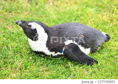 かわいいケープペンギン かわいいケープペンギン 137576891