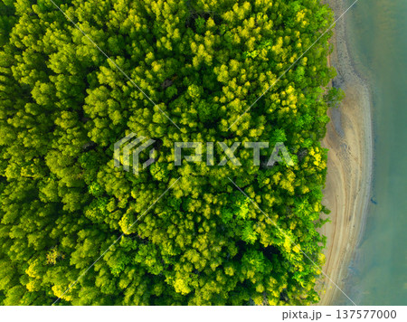 Amazing abundant mangrove forest, Aerial view of forest trees Rainforest ecosystem and healthy environment background, Texture of green trees forest top down, High angle view Amazing abundant mangrove forest, Aerial view of forest trees Rainforest ecosystem and healthy environment background, Texture of green trees forest top down, High angle view 137577000