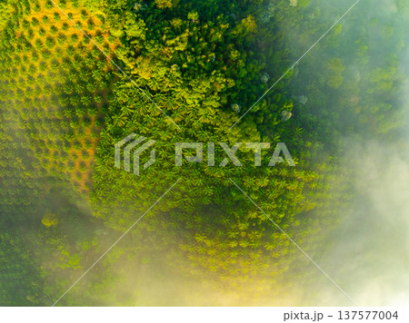 Aerial view of flowing fog waves on mountain tropical rainforest,Bird eye view image over the clouds Amazing nature background with clouds and mountain peaks in Thailand 137577004