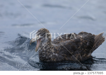 Northern Giant Petrel, Macronectes halli, aggressive Northern Giant Petrel, Macronectes halli, aggressive 137577095