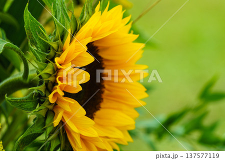 Close up on sunflower Close up on sunflower 137577119