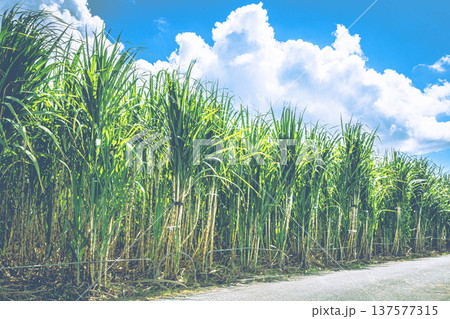 夏のサトウキビ畑 137577315