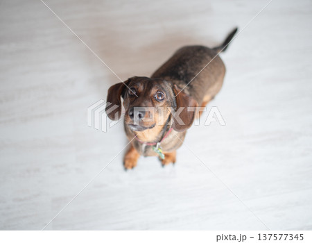 Small brown dog with floppy ears and bright eyes, looking up curiously at the camera, showcasing a playful and friendly demeanor in a bright indoor setting 137577345