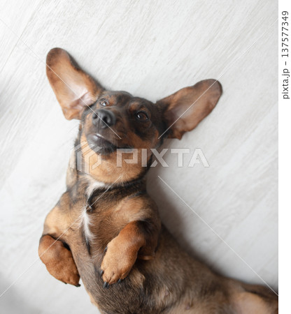 Playful brown dog with large ears lying on its back on a light wooden floor, showcasing a relaxed and joyful demeanor in a cozy indoor environment 137577349