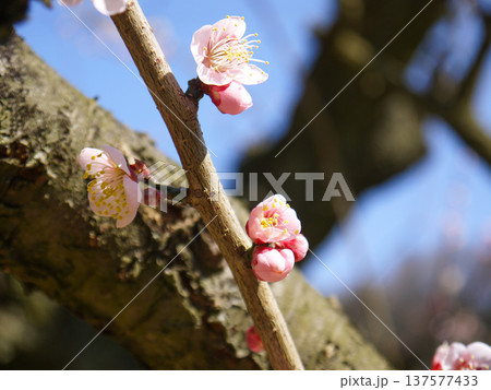 ピンクの梅の花 ピンクの梅の花 137577433
