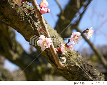 ピンクの梅の花 137577434