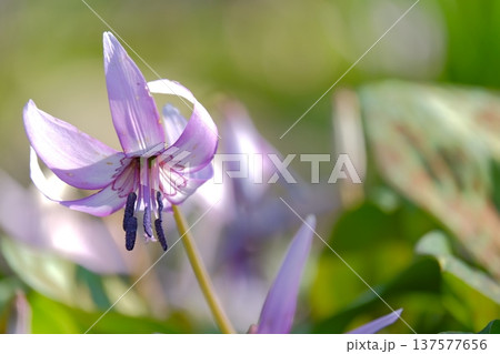春の森に咲くカタクリの可憐な花 春の森に咲くカタクリの可憐な花 137577656