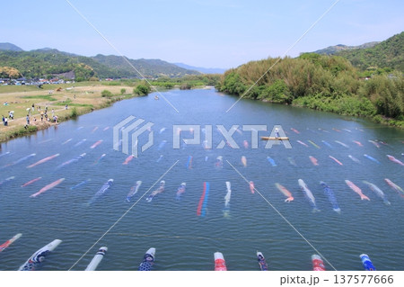 川に泳ぐ鯉のぼり 137577666