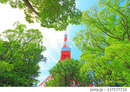 東京都港区、もみじ谷から見た東京タワーの風景 東京都港区、もみじ谷から見た東京タワーの風景 137577710