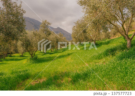 Scenic olive grove on a steep green hillside with mountains in the background. Spring Mediterranean landscape capturing traditional agriculture and rural beauty 137577723
