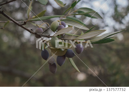 Ripe olives on an olive tree branch in autumn, ready for harvest season 137577732