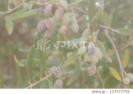 Ripe black olives on branch autumn harvest with purple fruits and silver leaves. Ripe black olives on branch autumn harvest with purple fruits and silver leaves. 137577750