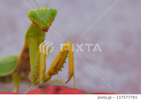 Green European mantis posing and smiling against the background of a red flower Green European mantis posing and smiling against the background of a red flower 137577765