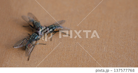 Macro shot of three flies grouped on a textured brown background. A humorous metaphor for a meeting or discussion with extensive copy space on the right side 137577768