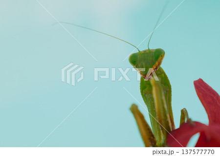 Green European mantis posing and smiling against the background of a red flower Green European mantis posing and smiling against the background of a red flower 137577770