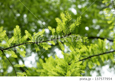 ラクウショウ 137577954