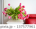 Pink tulip flower bouquet Fashionable tulip bouquet set against straightforward background highlighted 137577961