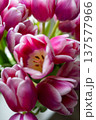 Pink tulip flower bouquet Highly detailed closeup revealing complex internal architecture and colorful 137577966