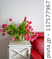 Pink tulip flower bouquet Soft light of daybreak vividly accentuates lively shades of tulips and fresh green 137577967
