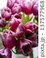 Pink tulip flower bouquet Vivid floral arrangement showcasing layered petals and bold vibrant colors 137577968