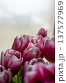 Pink tulip flower bouquet Sophisticated botanical photography showcasing textured tulip petals and intricate 137577969