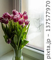Pink tulip flower bouquet Quiet dawn light gently accentuates picturesque window filled with colorful tulips 137577970