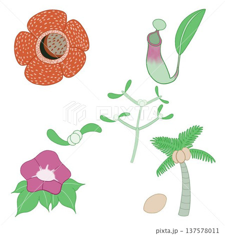 世界の個性的な植物イラストセット 世界の個性的な植物イラストセット 137578011