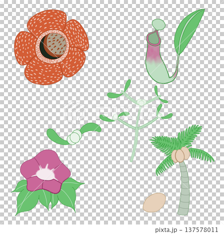 Unique plant illustrations from around the world 137578011