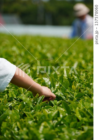 茶畑で茶摘みをする女の子　初夏 137578060