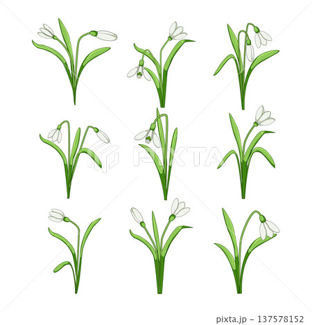Snowdrop flowers blooming representing spring botanical elements 137578152