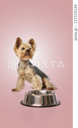 Yorkshire terrier sitting next to empty dog bowl waiting for food against pink backdrop 137578184
