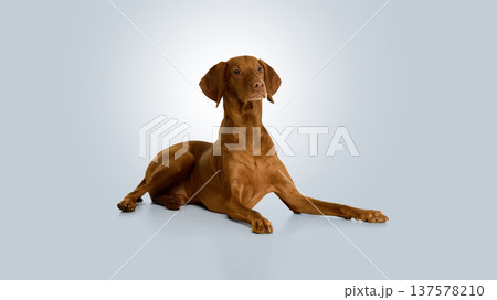 Dog lying isolated on neutral background for veterinary advertising, pet care branding, animal websites and marketing campaigns 137578210