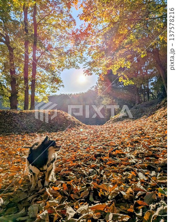 紅葉と犬 137578216