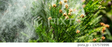 杉花粉 杉花粉 137578996