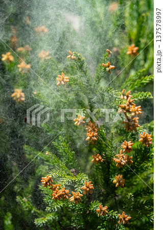 杉花粉 杉花粉 137578997