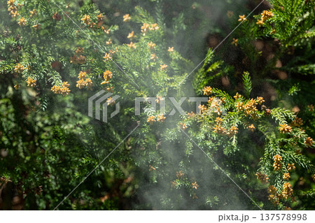 杉花粉 杉花粉 137578998