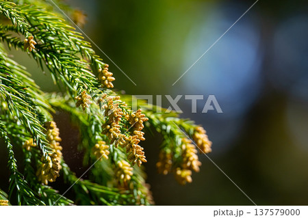 杉花粉 杉花粉 137579000