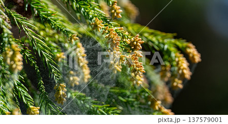 杉花粉 137579001